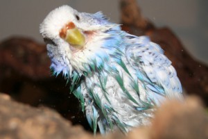 splashing_budgie___coco_by_budgielicious.jpg