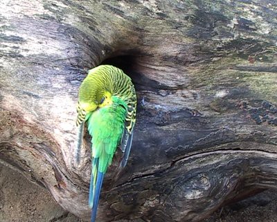 stock-footage-some-budgerigar-melopsittacus-undulatus-in-and-on-a-hollow-log.jpg