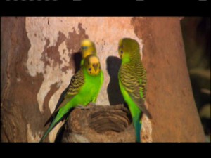 pbs-natureparrotsinthelandofozbudgiematingpbs542.jpg