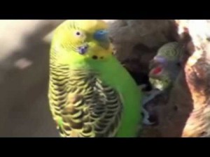 budgies_breeding_wild_budgies_budgerigars_periquitos_en_libertad_hd_.jpg