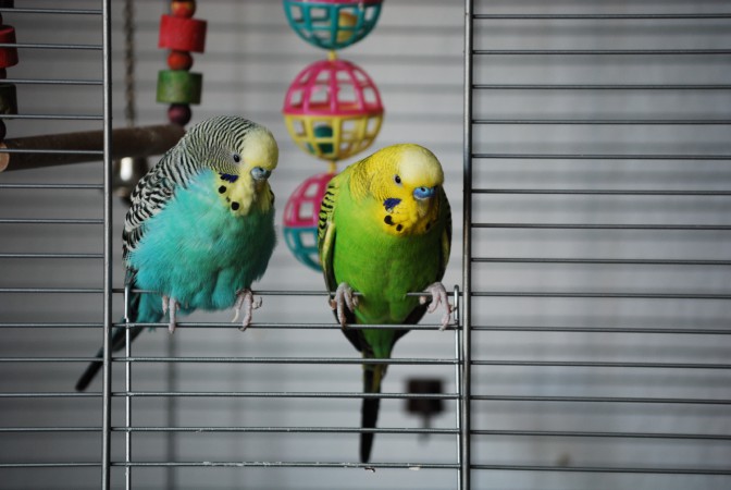 pet_budgerigars.jpg