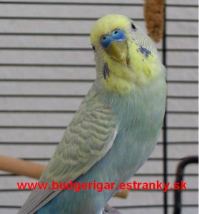 budgerigar.jpg