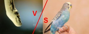 has-vs-andulka.jpg